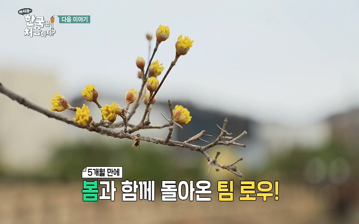 어서와 한국은 처음이지 시즌2.E205.220408p-NEXT.mp4_20220408_181207.215.jpg