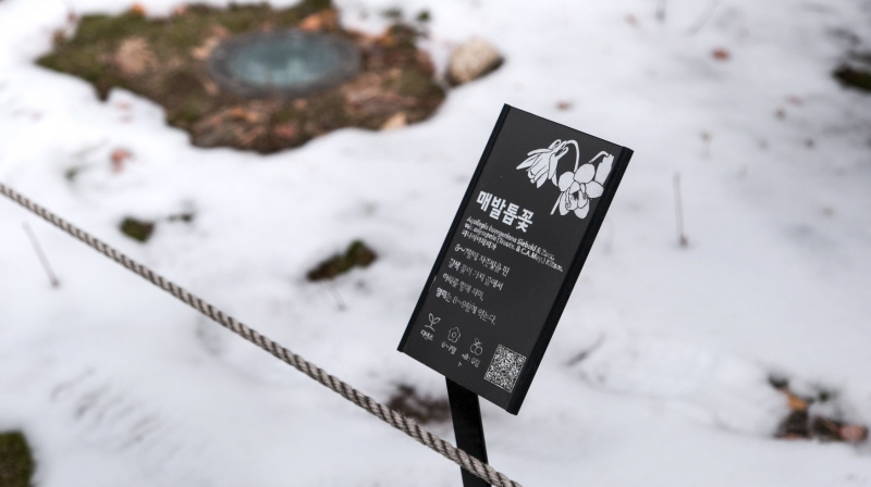 눈