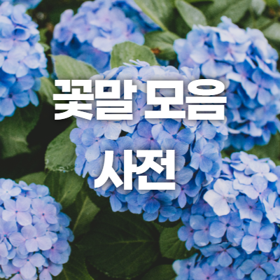 꽃말 모음 사전