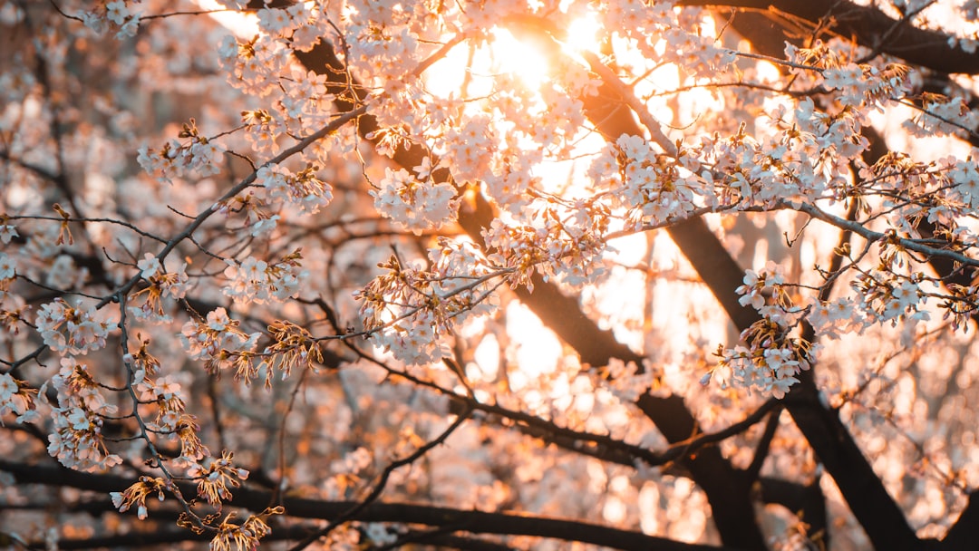 Sakura
