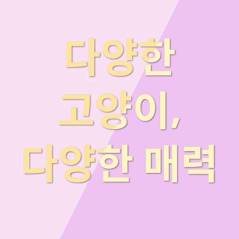 고양이 분양_1