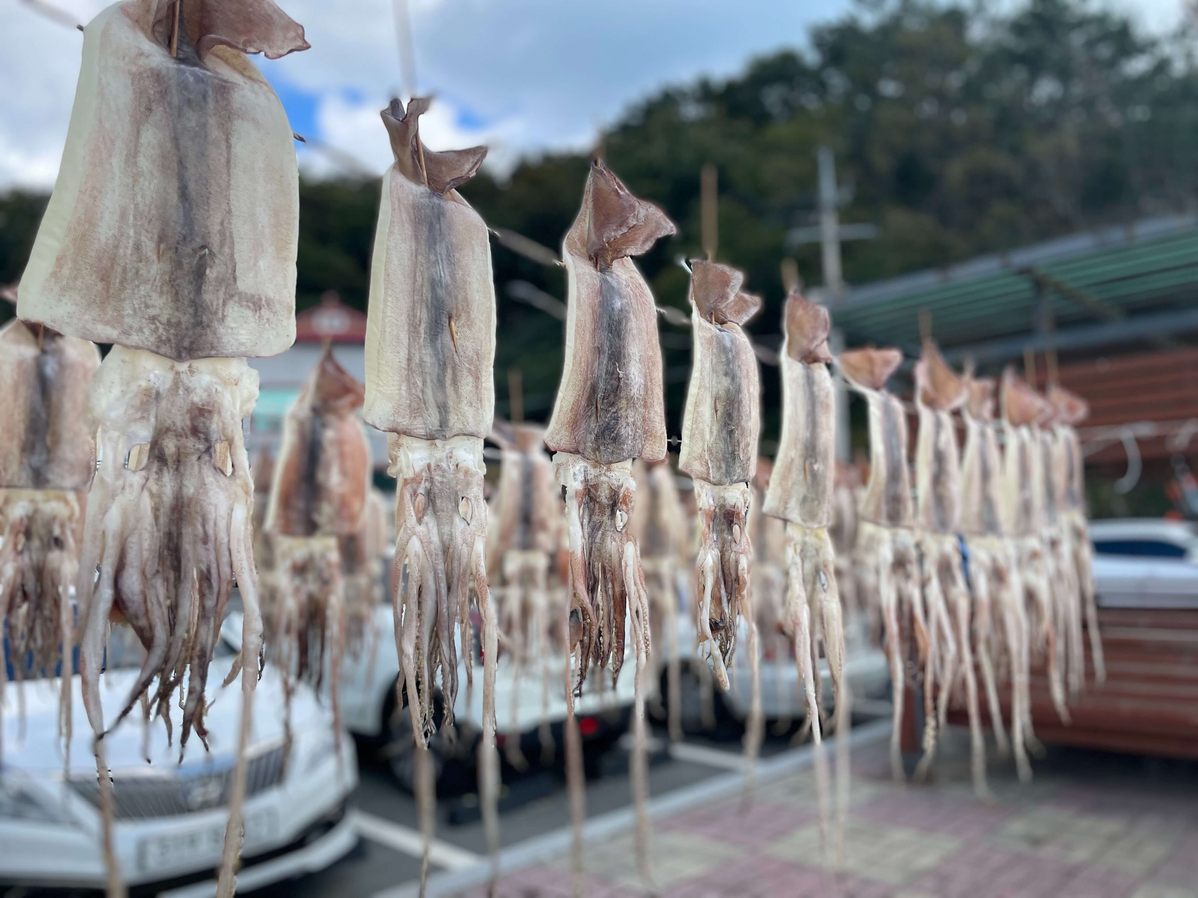 하얀오징어 이미지