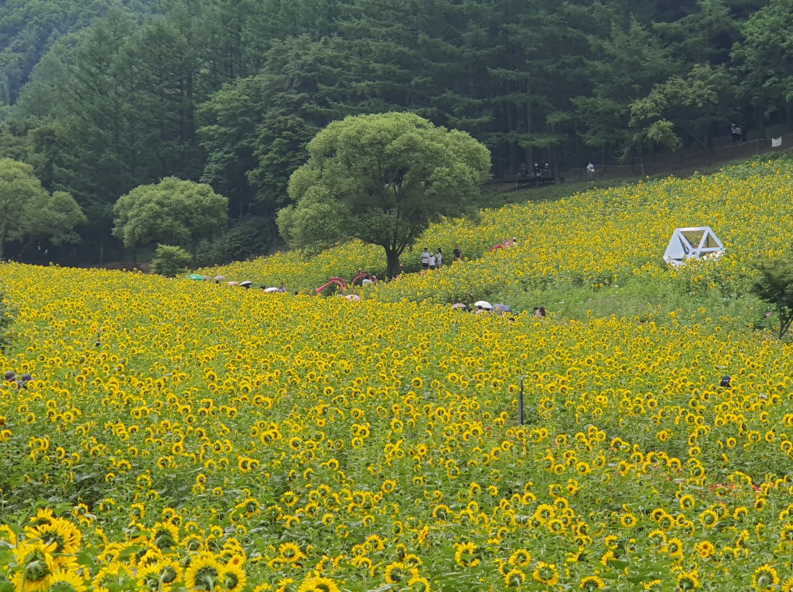 해바라기