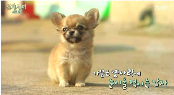 길가에-앉아있는-장모치와와