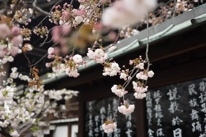 오사카-벚꽃