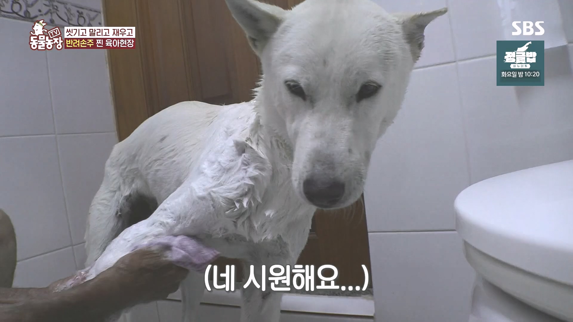 TV 동물농장.E1185.240818p.H264-F1RST.mp4_20240818_161559.202.jpg