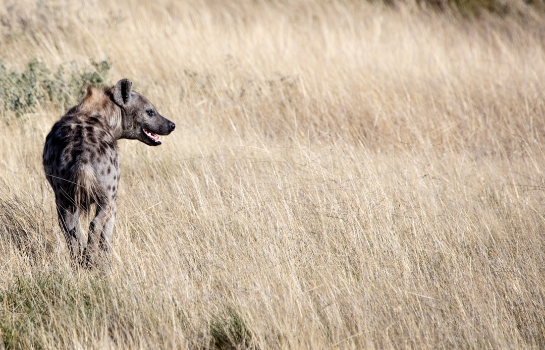 Hyena
