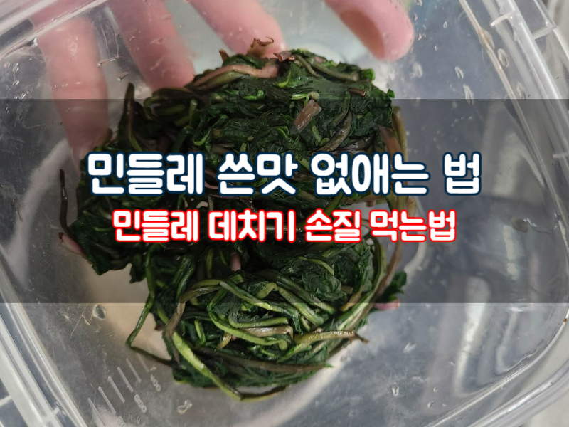 민들레 쓴맛 없애는 법 데치기 먹는법 효능까지