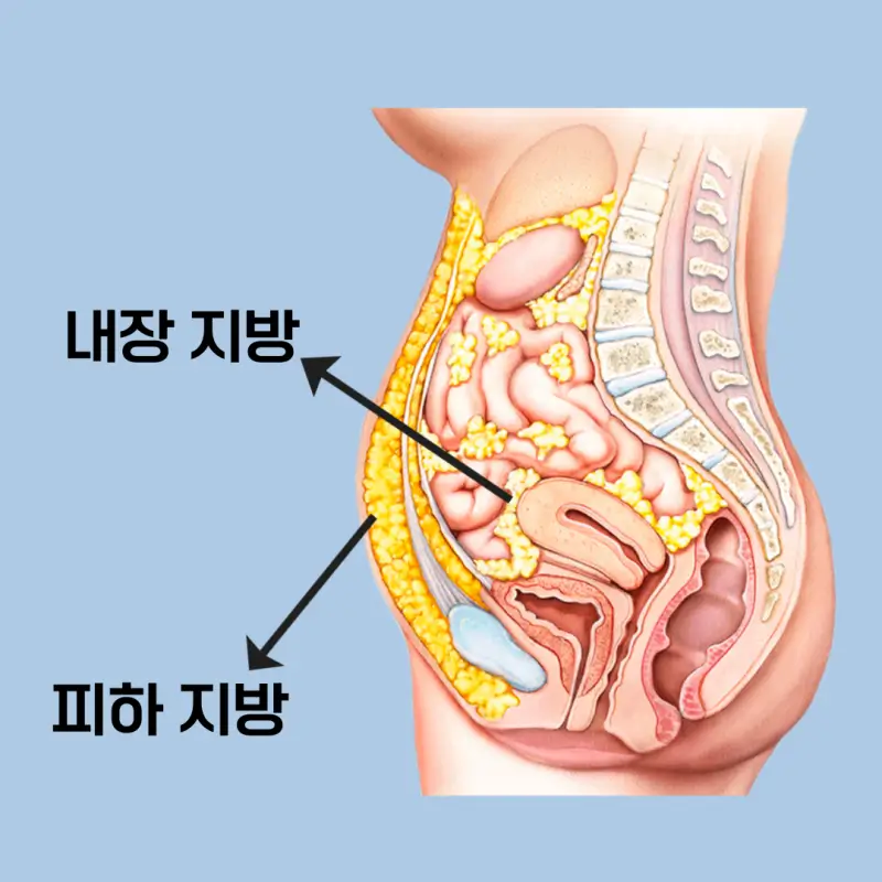  건강에 좋은 지방과 나쁜 지방: 당신의 몸을 위한 선택