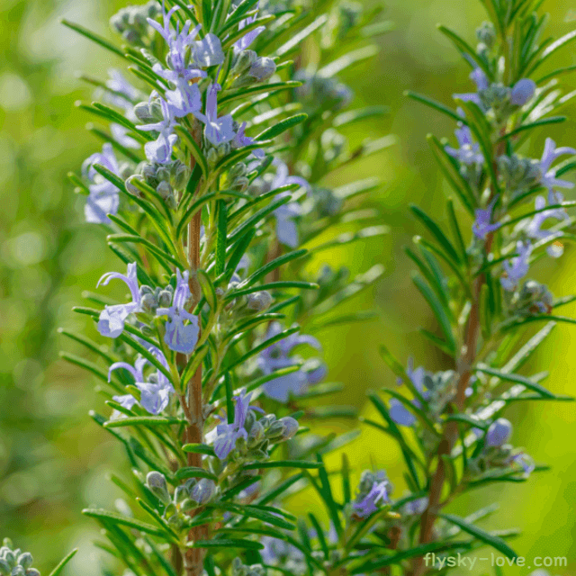 로즈마리 (Rosemary) 오일