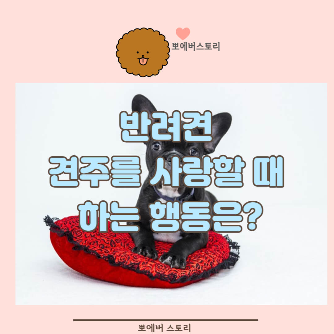 반려견애정표현