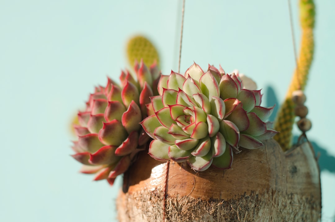 Succulent
