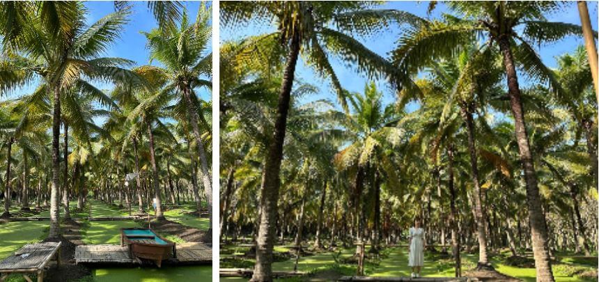 코코넛 마켓에서 야자수나무와 찍은 사진