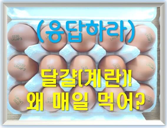 달걀(계란)! 왜 매일 먹어?