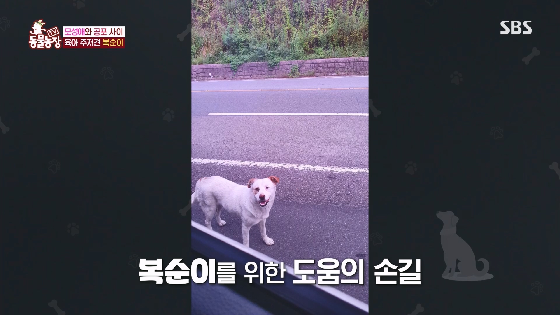 TV 동물농장.E1118.230423p.H264-F1RST.mp4_20230423_181111.269.jpg