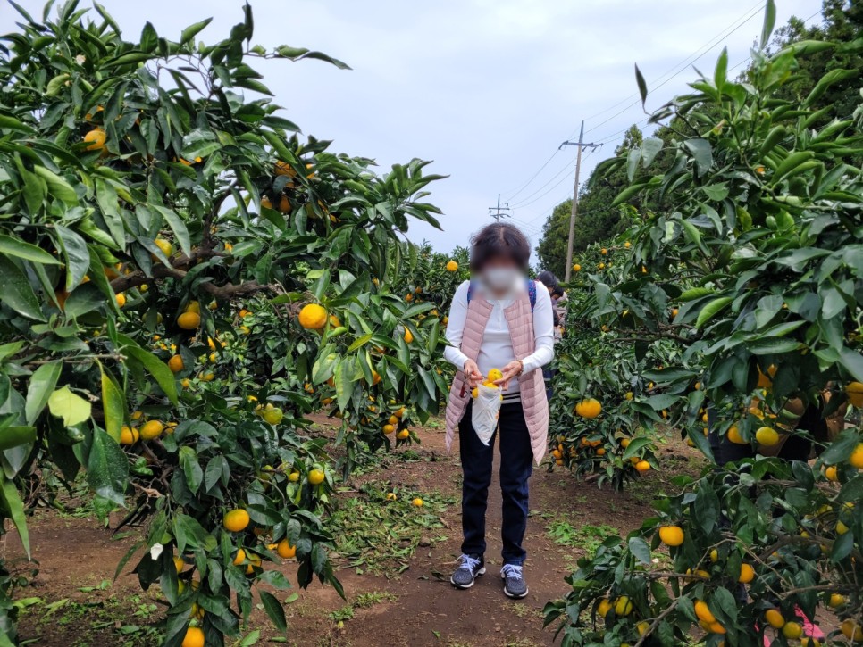 가족여행 저렴하게 대절 굿 제주도 승합차 투어 17