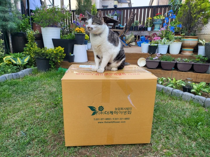 더케이야생화 이미지
