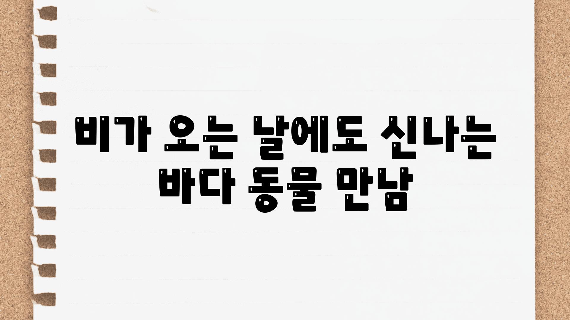 비가 오는 날에도 신나는 바다 동물 만남