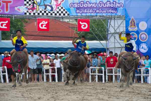촌부리 버팔로 레이스 (Chonburi Baffalo Race)