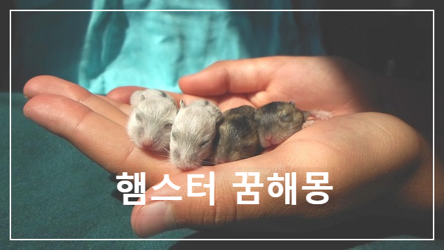  햄스터 꿈은 당신의 사랑의 행방을 의미합니다.