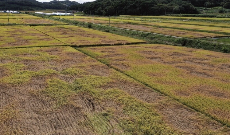 2024년 벼멸구 재난 지원금 신청 방법과 조건