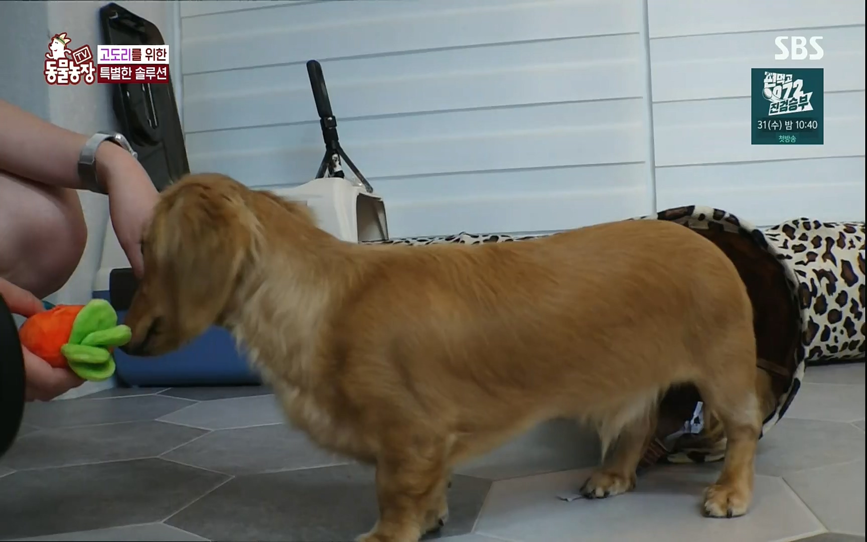 TV 동물농장.E1083.220821p.H264-F1RST.mp4_20220821_183655.453.jpg