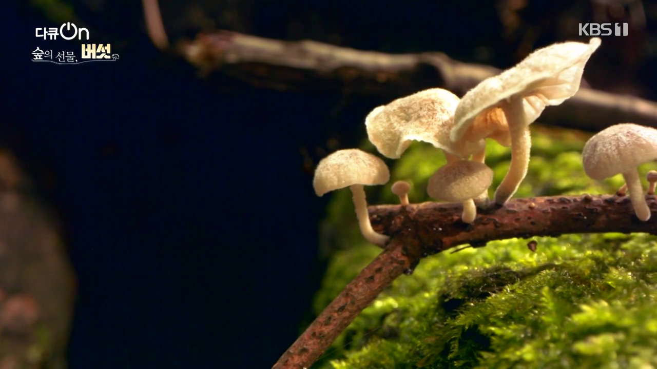 다큐 온.E227.231120p-NEXT.mp4_20231121_201852.386.jpg