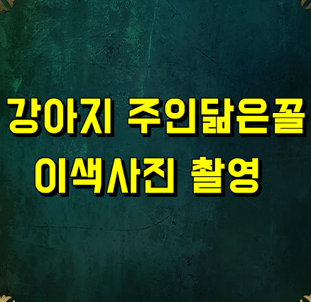  강아지 주인은 정말 닮았을까? 호기심이 밝혀지다