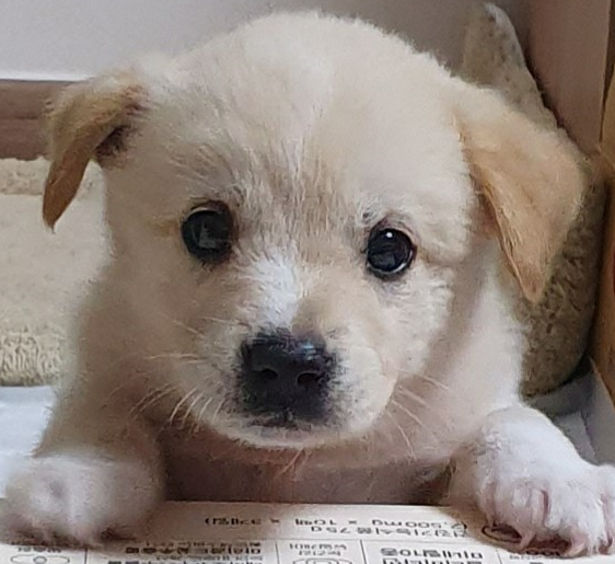  강아지재채기 이유와 예방
