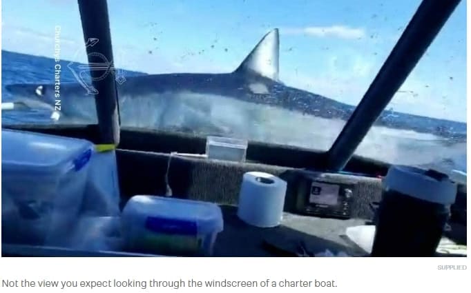 거대한 상어가 보트로 뛰어들다 VIDEO: Huge shark leaps out of water onto boat in New Zealand