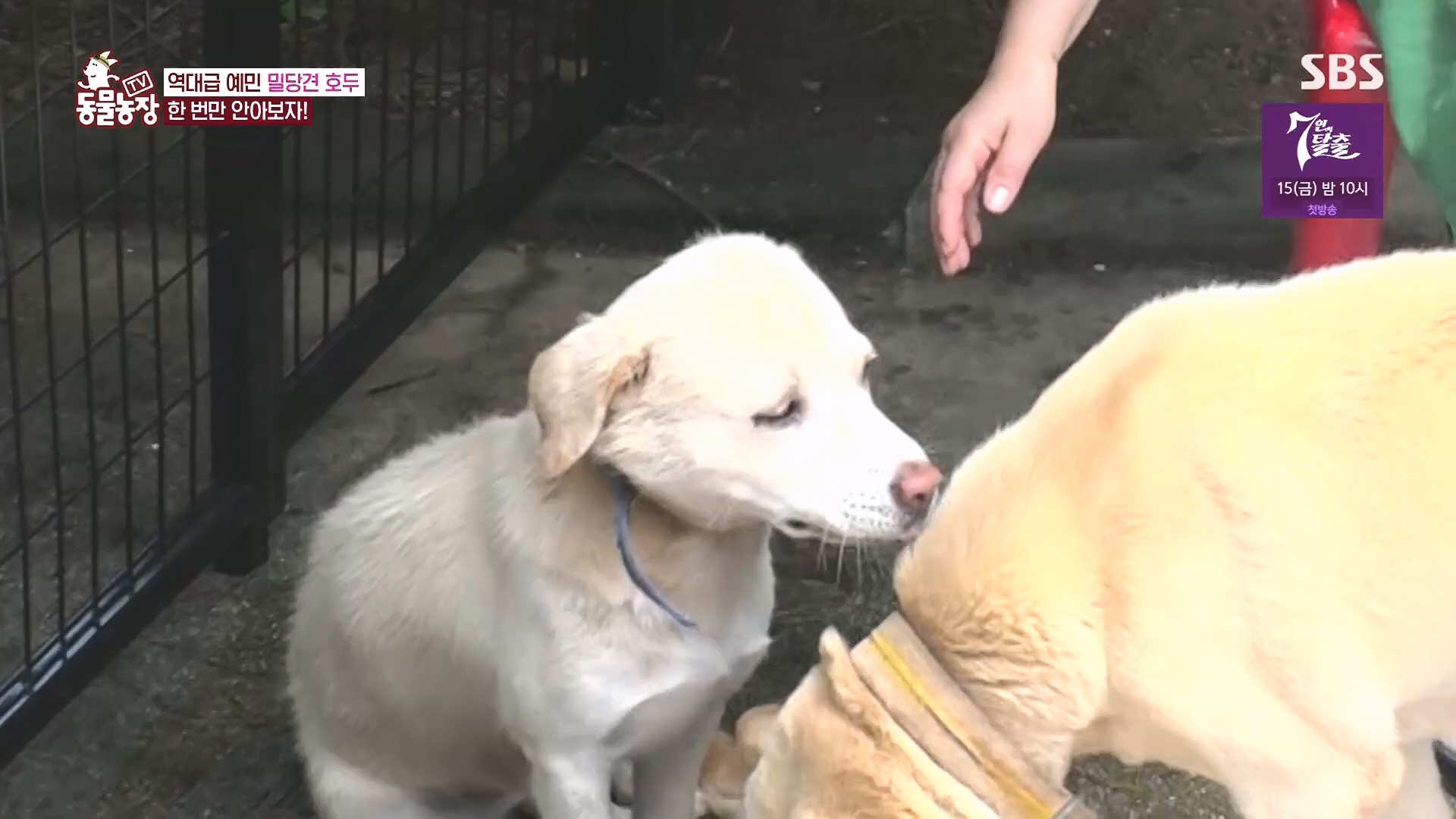 TV 동물농장.E1136.230903p.H264-F1RST.mp4_20230903_180349.790.jpg
