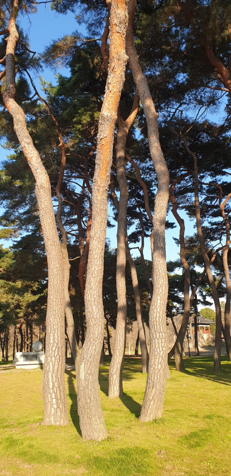 송호 이미지