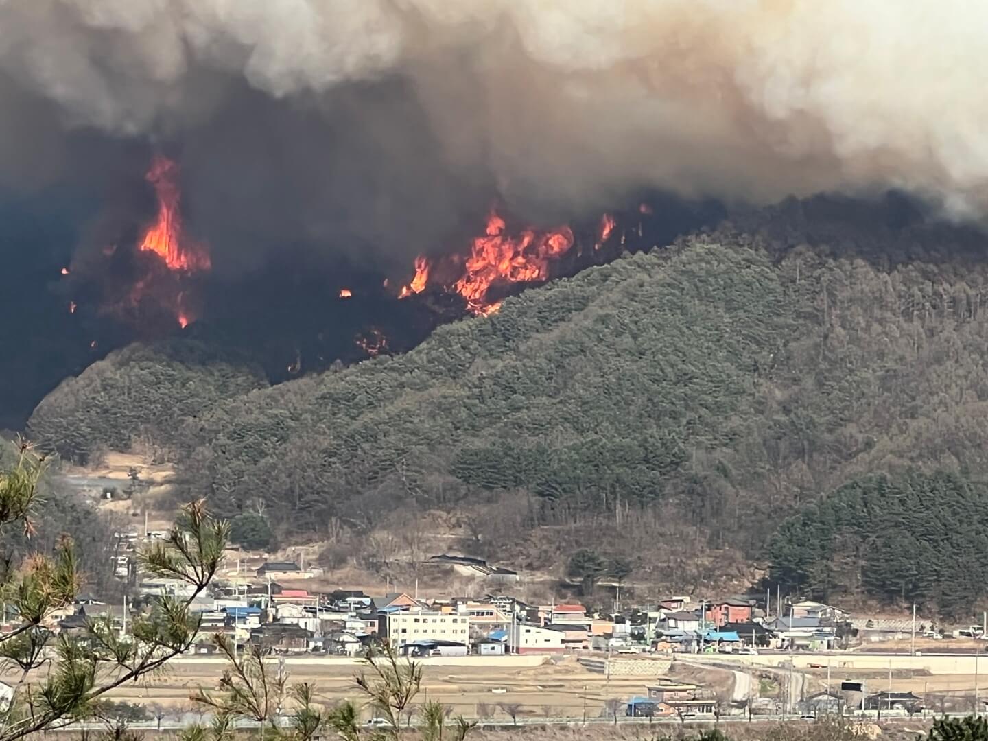 산불이 뒷산에서 발생한모습