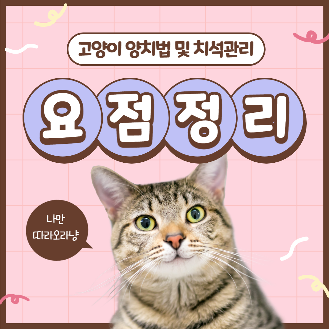  고양이 치아 관리, 어떻게 해야 할까? : 고양이 양치법 및 치석관리