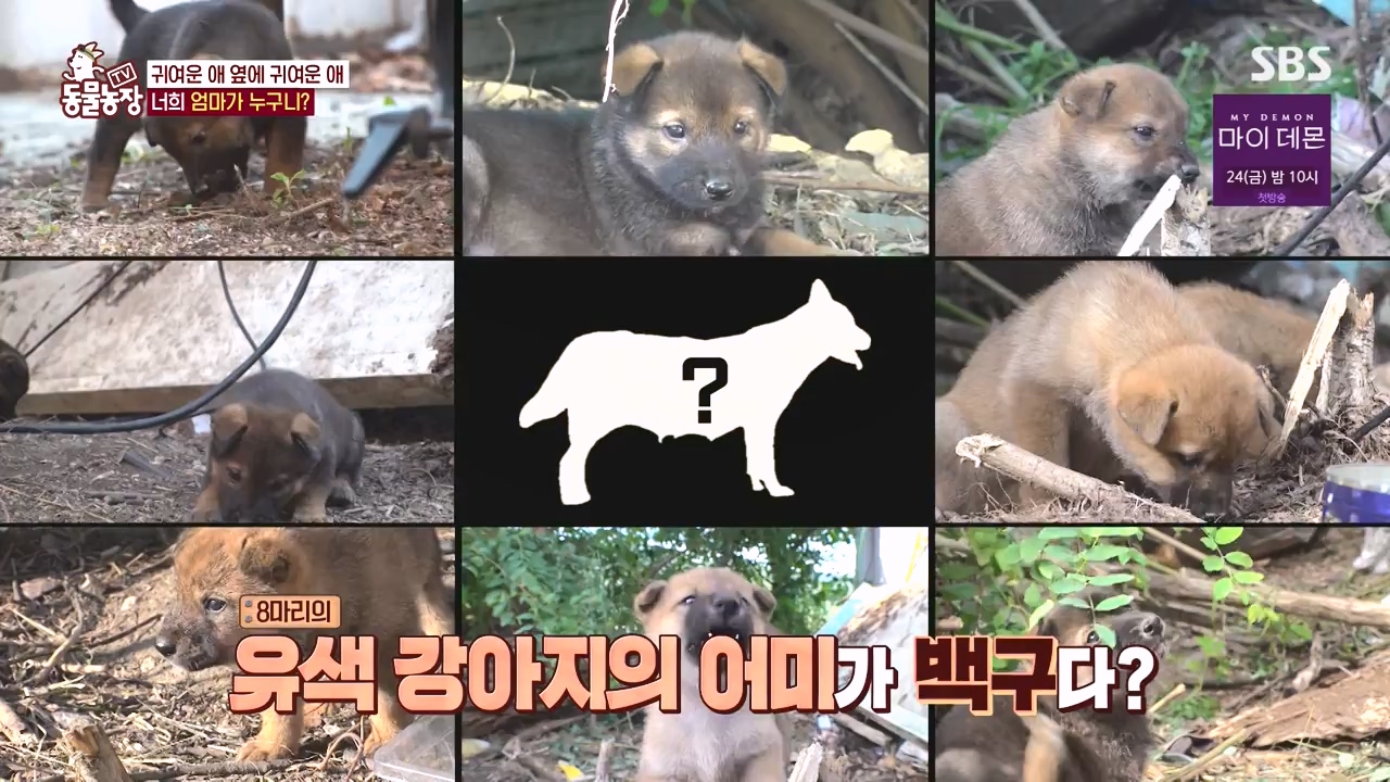 TV 동물농장.E1144.231106p-NEXT.mp4_20231105_175957.009.jpg