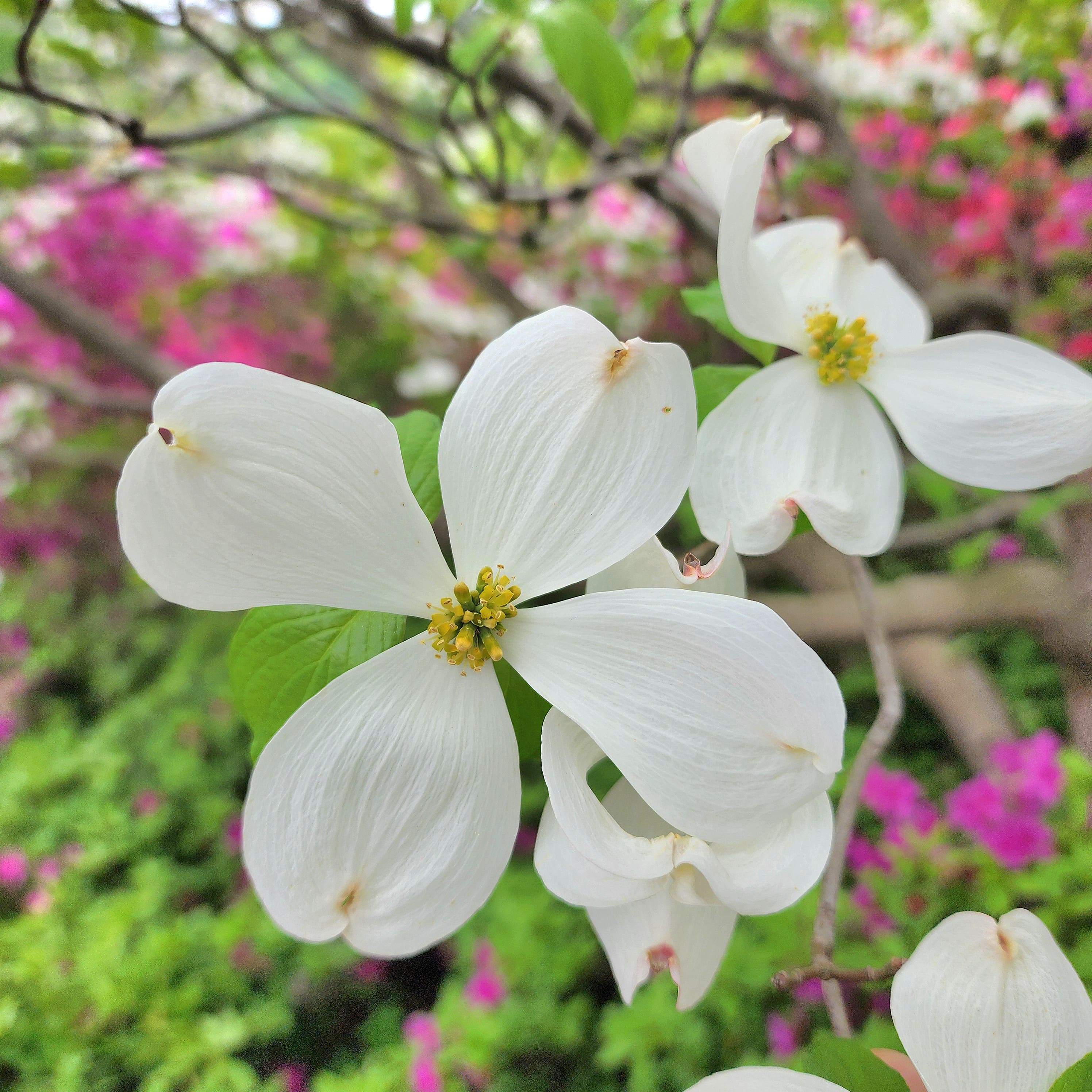 꽃산딸나무(미국산딸나무)