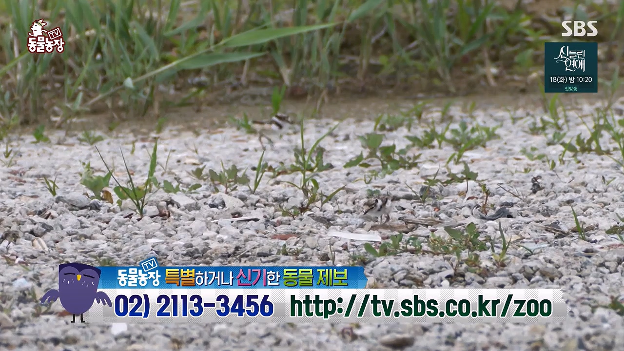 TV 동물농장.E1176.240617p-NEXT.mp4_20240616_171034.949.jpg