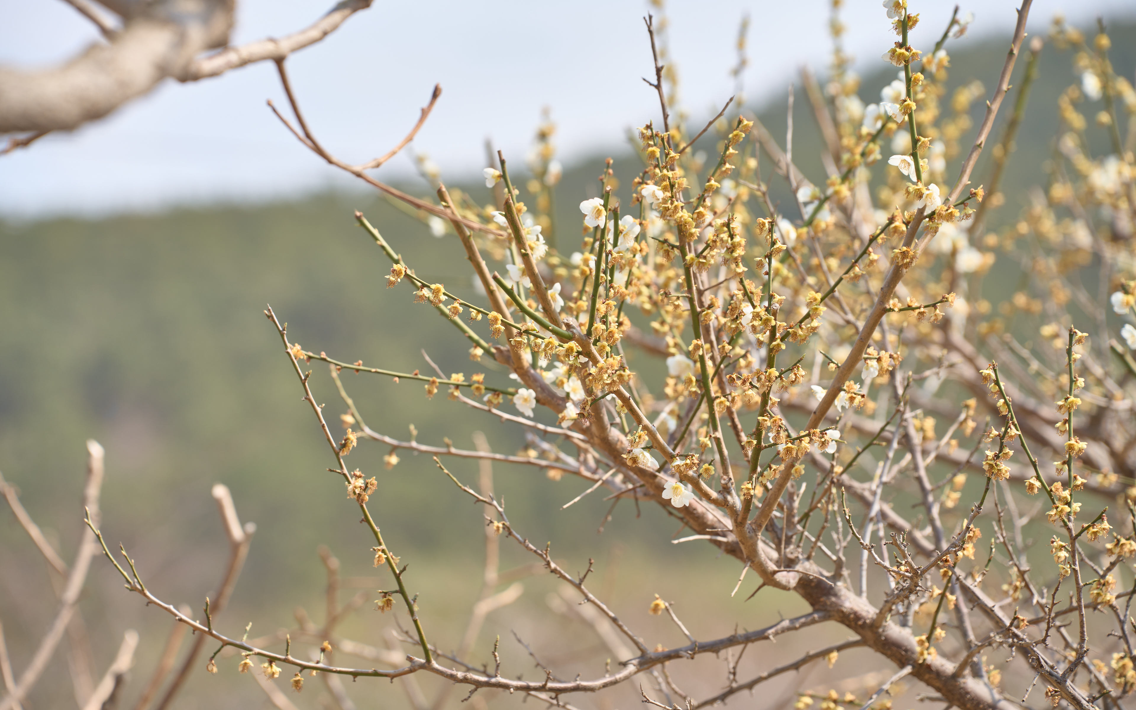 기장매화원 매화축제 53