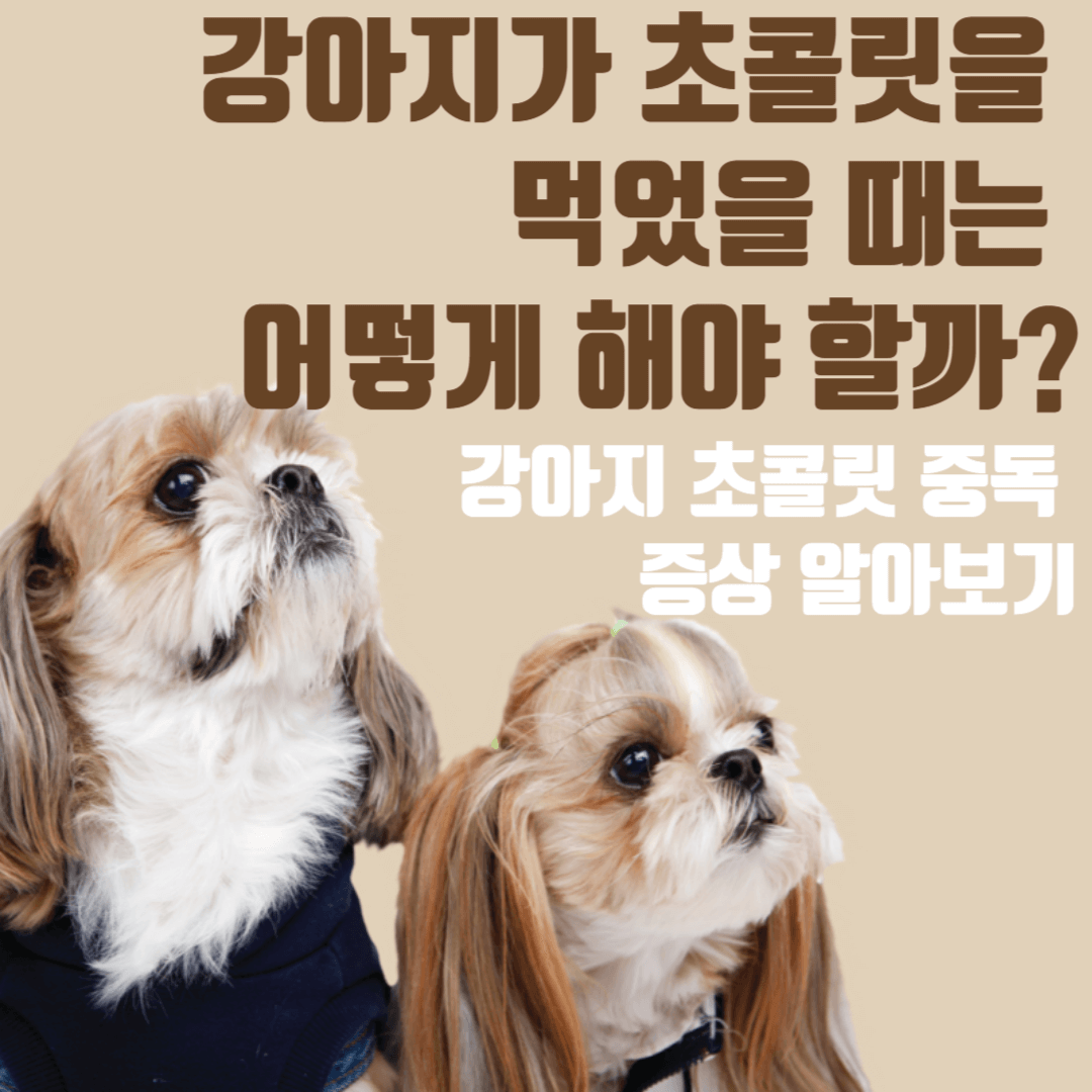 강아지 초콜릿