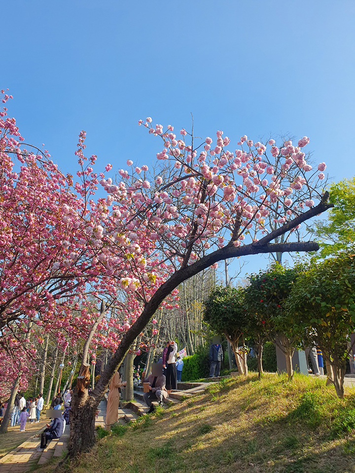 중앙공원 겹벚꽃