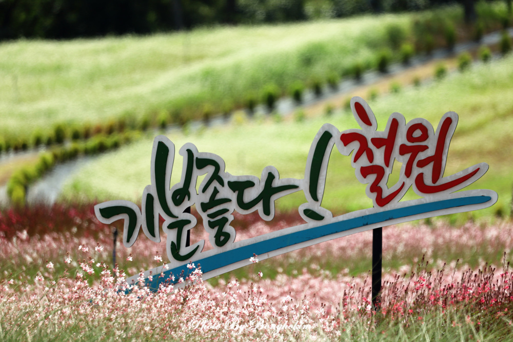  철윈 고석정 꽃밭에서 느끼는 행복한 감성여행