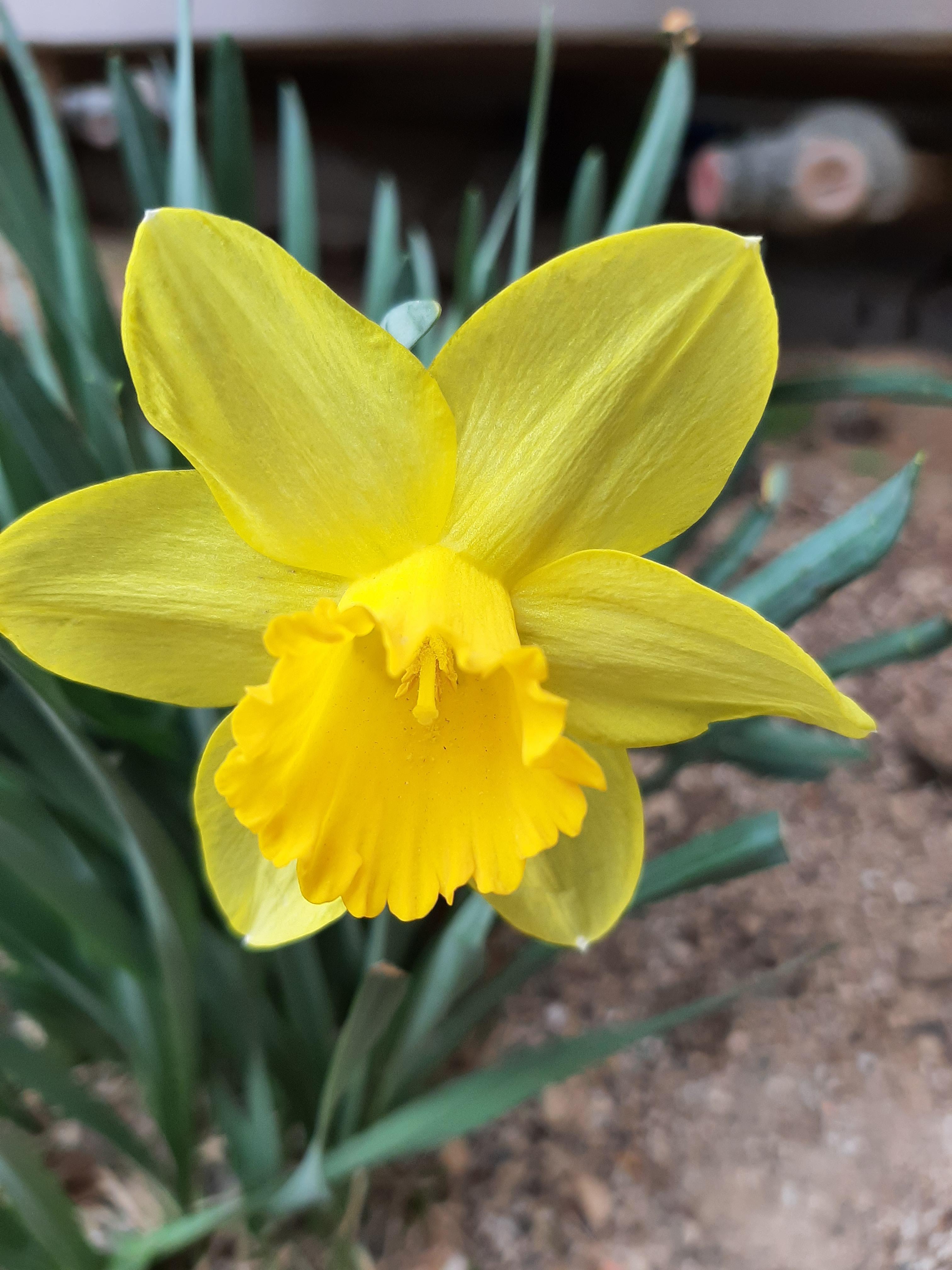 봄꽃 목련과 벚꽃이 한창입니다 / 꽃길만 걸으면 (03/23/22) 6