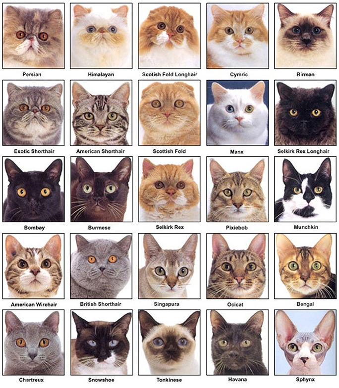  MBTI 유형별 고양이