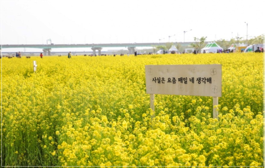  부산 봄꽃여행 강서 대저생태공원 유채꽃 ~ 올해는 갈 수 있을까요?