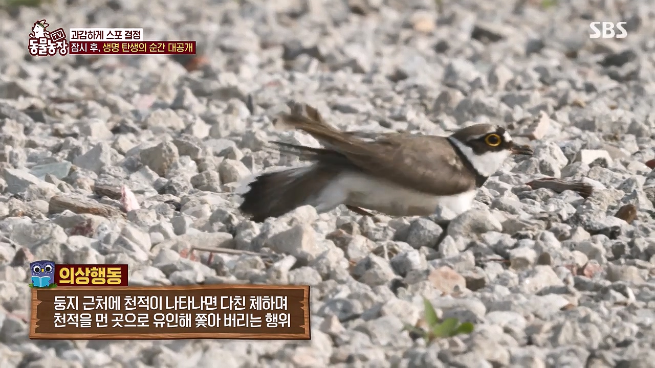 TV 동물농장.E1176.240617p-NEXT.mp4_20240616_170637.028.jpg