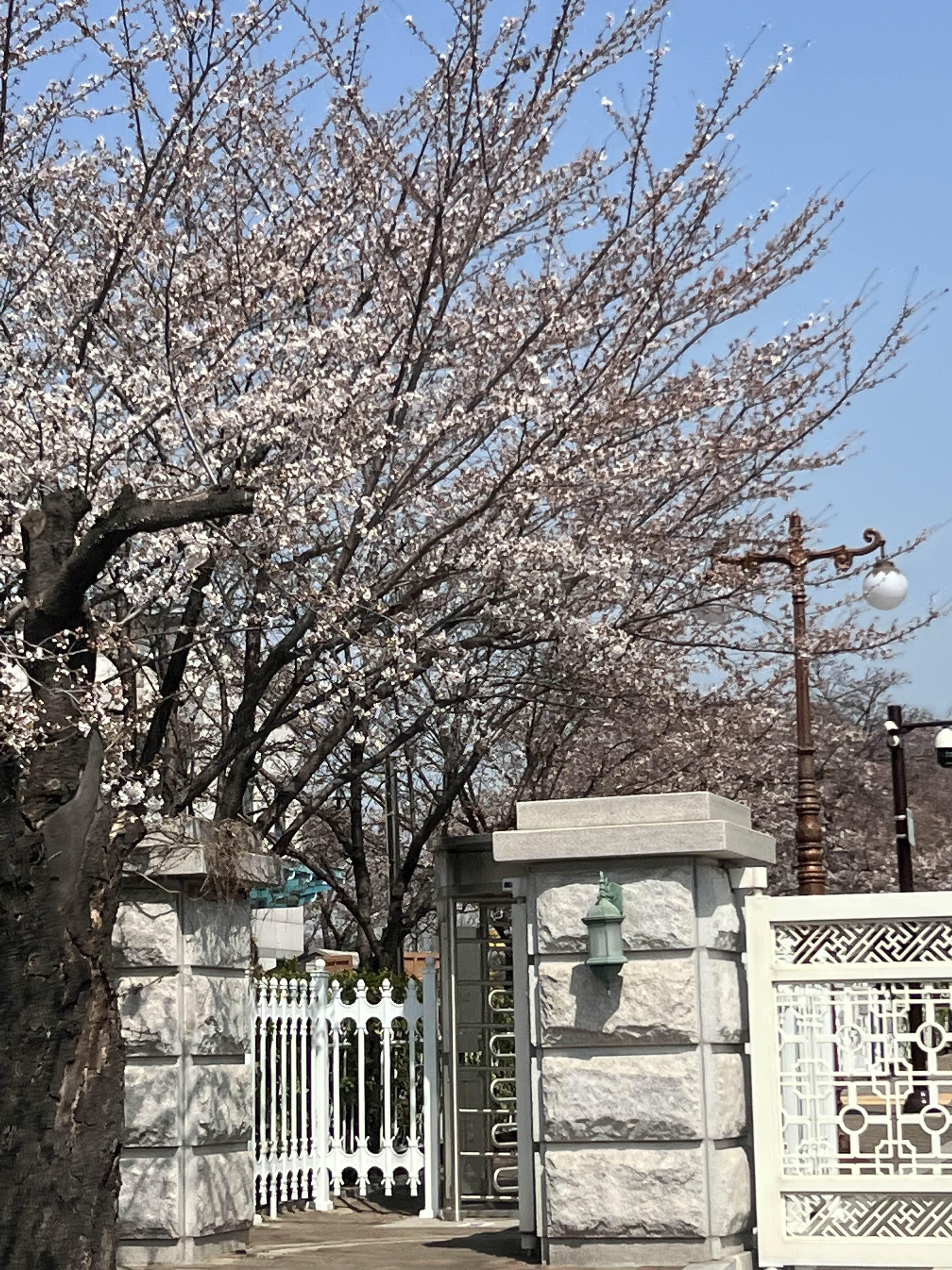 여의도 벚꽃의 윤중로 상황 / 2023.03.27 14