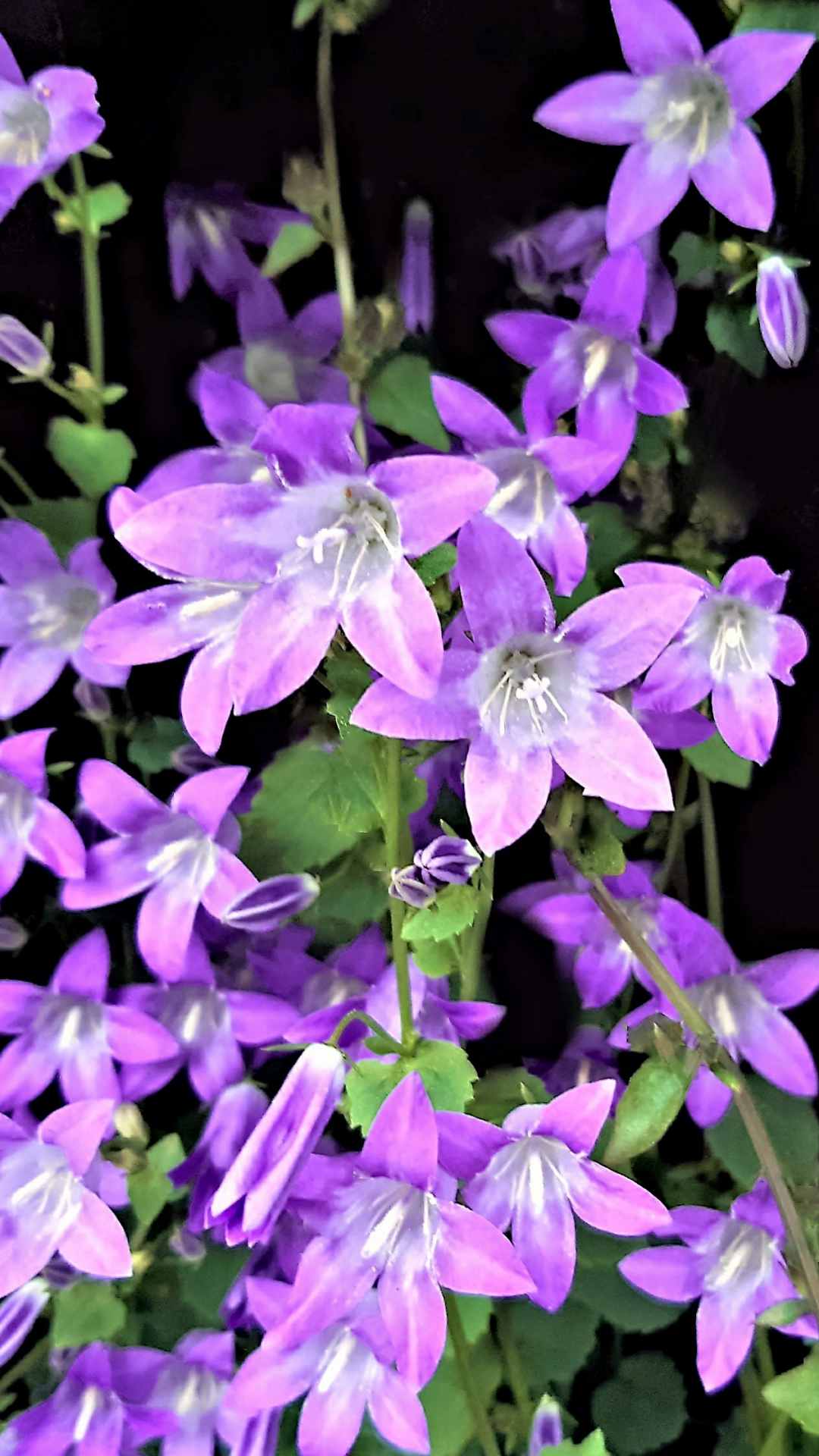 Bellflower Flower iPhone Wallpaper