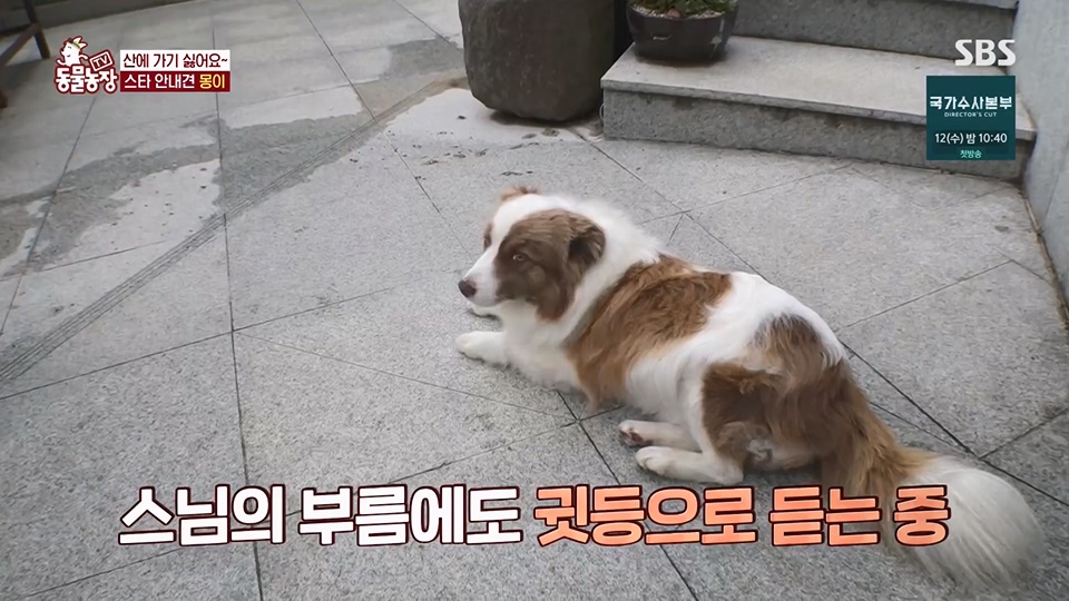 TV 동물농장.E1128.230709p.H264-F1RST.mp4_20230709_183525.750.jpg