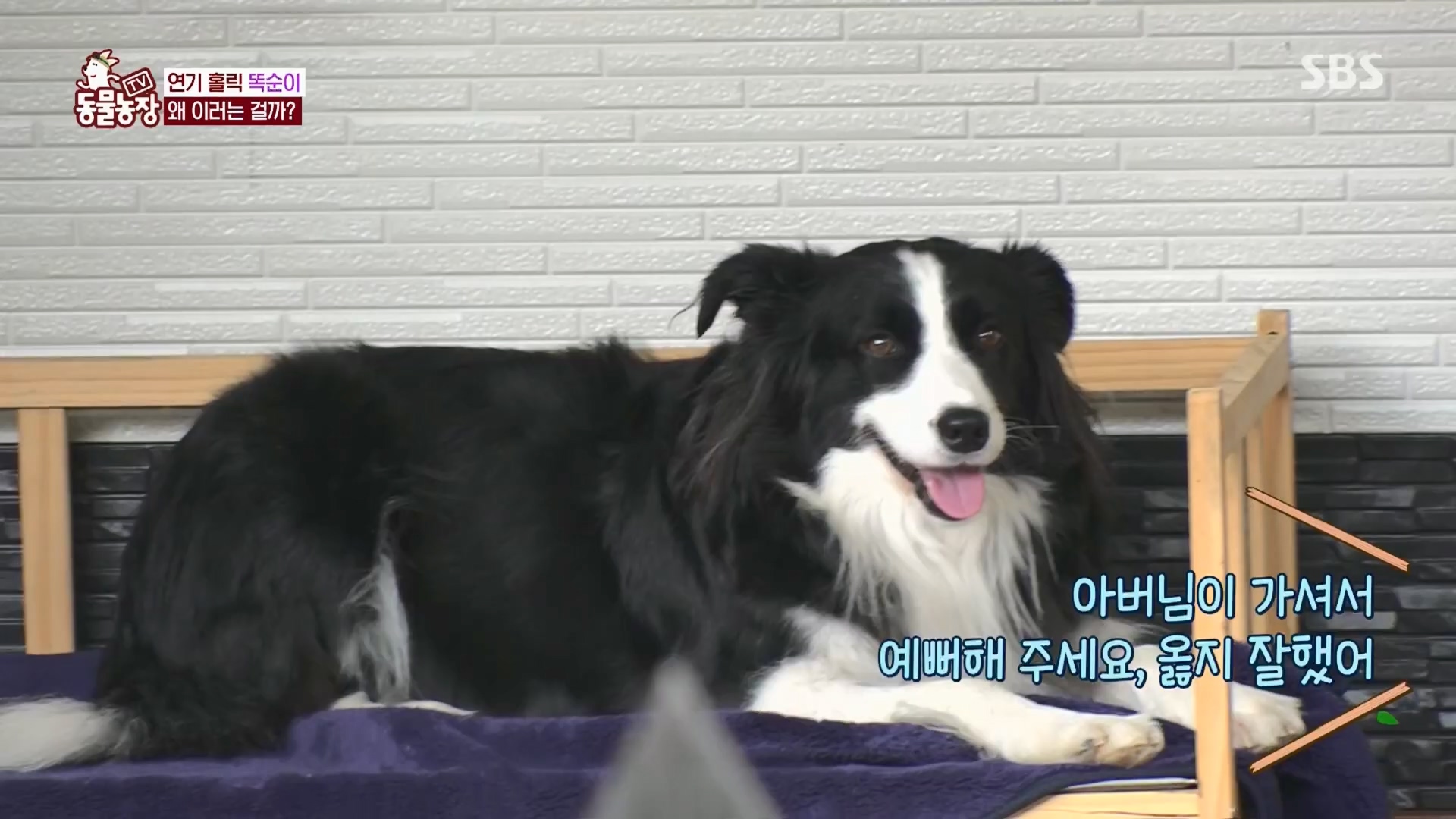 TV 동물농장.E1148.231203p.H264-F1RST.mp4_20231203_165830.179.jpg