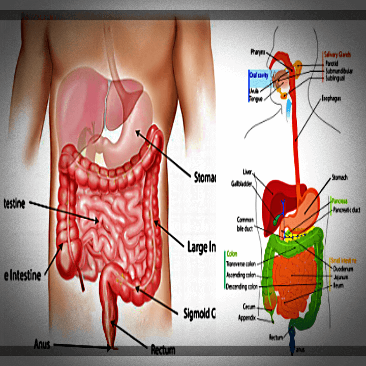 LGG-유산균-장내-영향